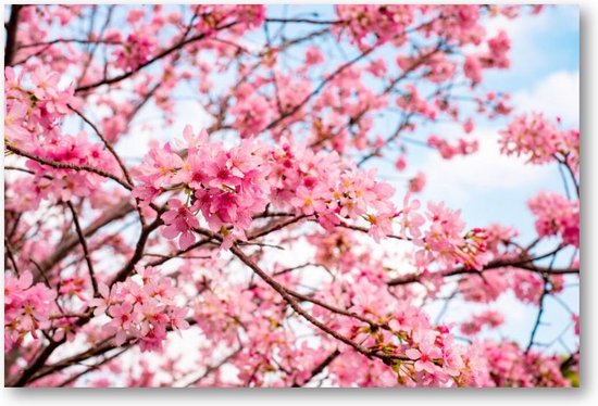 Roze Bloesem met een Blauwe Lucht - 90x60 Canvas Liggend - Besteposter - Landschap - Natuur - Bloemen