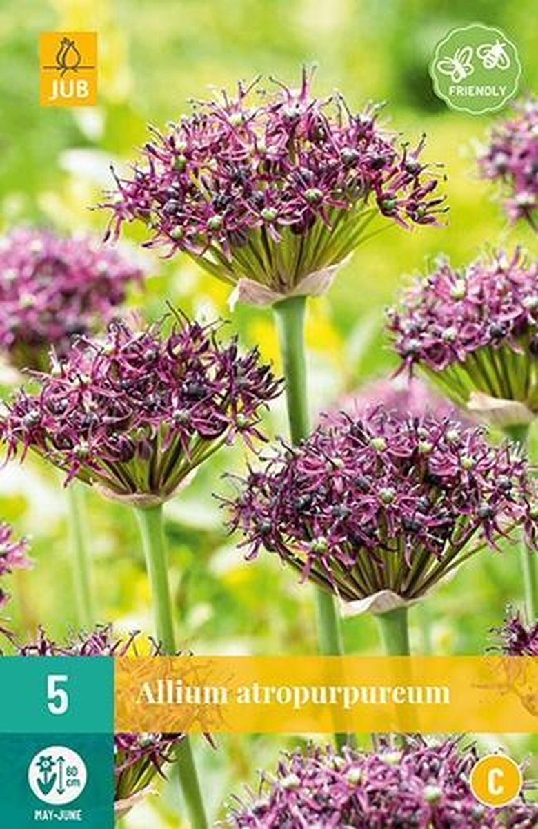 X 5 Allium atropurpureum
