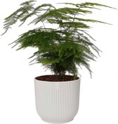 Hellogreen Kamerplant - Asparagus Setaceus Plumosus - 28 cm - Sierpot Vibes Fold Rond Zijdewit