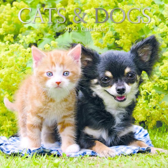 Cats & Dogs Kalender 2022  bol