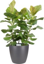 Hellogreen Kamerplant - Ficus benghalensis - Sunshine - 100 cm - ELHO sierpot Antraciet