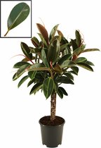 Ficus Elastica ‘Melany’ – ↨ 90cm – ⌀ 21cm