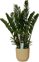 FloriaFor - XL Kentia Palm In ELHO Brussels Pot (zwart) - - ↨ 160cm - ⌀ 25cm