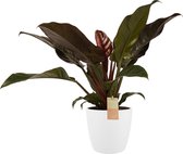 Philodendron Imperial Red - Elho Brussels White - Vers Van De Kweker - ↨ 50cm - ⌀ 21cm - [Mama's Planten]