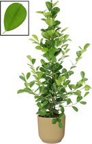 Mama's Planten - Ficus Microcarpa Moclame In ELHO Vibes Fold Rond Sierpot  (botergeel) - Vers Van De Kweker - ↨ 105cm - ⌀ 22cm