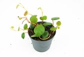 Peperomia Pepperspot  Ø6cm  String of Coins  Green Coins