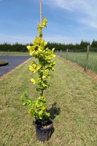 Jonge Goudiep boom | Ulmus hollandica 'Wredei' | 100-150cm hoogte