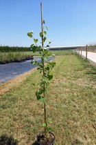 Jonge Katsuraboom | Cercidiphyllum japonicum | 150-200cm hoogte