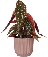 Stippenplant - Bewonderingswaardig op elke plek van de kamer - Leuk cadeau voor hem of haar Ø 14 cm – Hoogte 25 cm (waarvan 10 cm plant en 15 cm pot) | Kamerplanten