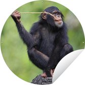 Tuincirkel Chimpansee - Aap - Eten - 120x120 cm - Ronde Tuinposter - Buiten XXL / Groot formaat!