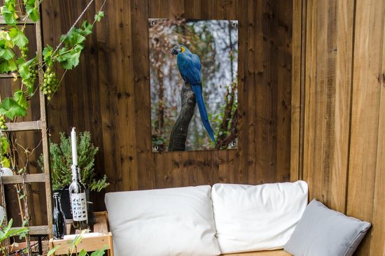 Tuinposter 60x90 cm - Tuindecoratie Vogel - Papegaai - Blauw - Poster voor in de tuin - Buiten decoratie - Schutting tuinschilderij - Tuindoek muurdecoratie - Wanddecoratie balkondoek