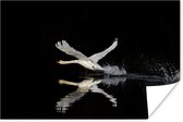 Vliegende zwaan Poster 90x60 cm - Foto print op Poster (wanddecoratie)