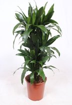 Kamerplant van Botanicly – Drakenboom – Hoogte: 110 cm – Dracaena fragr. Janet Craig