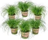 6x Cyperus 'Zumula' - Kattengras - Kamerplant - Huisdiervriendelijk - ⌀12 cm - 20-25 cm