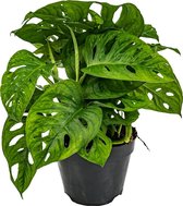 Monstera adansonii 'Monkey Leaf' - Gatenplant - Kamerplant - Luchtzuiverend - ⌀12 cm - 20-25 cm