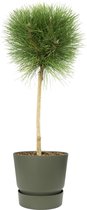 Boom van Botanicly – Pinus Summer Breeze in groente ELHO plastic pot als set – Hoogte: 75 cm