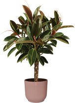 Kamerplant van Botanicly – Rubberboom in roze ELHO plastic pot als set – Hoogte: 90 cm – Ficus Elastica Melanie