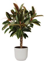 Kamerplant van Botanicly – Rubberboom in witte ELHO plastic pot als set – Hoogte: 90 cm – Ficus Elastica Melanie