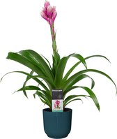 Bloem van Botanicly – Guzmania in blauw ELHO plastic pot als set – Hoogte: 60 cm – Guzmania Candy