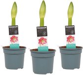 (3 stuks) Decorum Hippeastrum Amaryllis - Kamerplant - Bloembol - Sweet Pink - ø13cm - 25cm