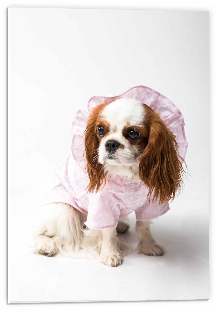 KuijsFotoprint Forex - Klein Hondje met Roze Pakje aan - 40x60cm Foto op Forex Bruin