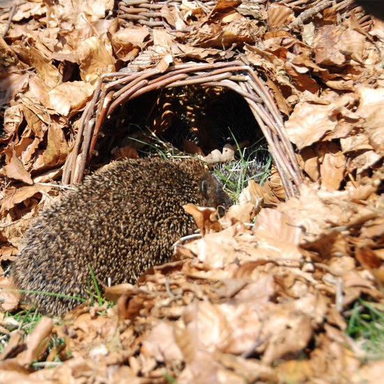 Esschert Design - Hedgehog Basket Willow Branches - Marron - 53 x 41 x 21 cm