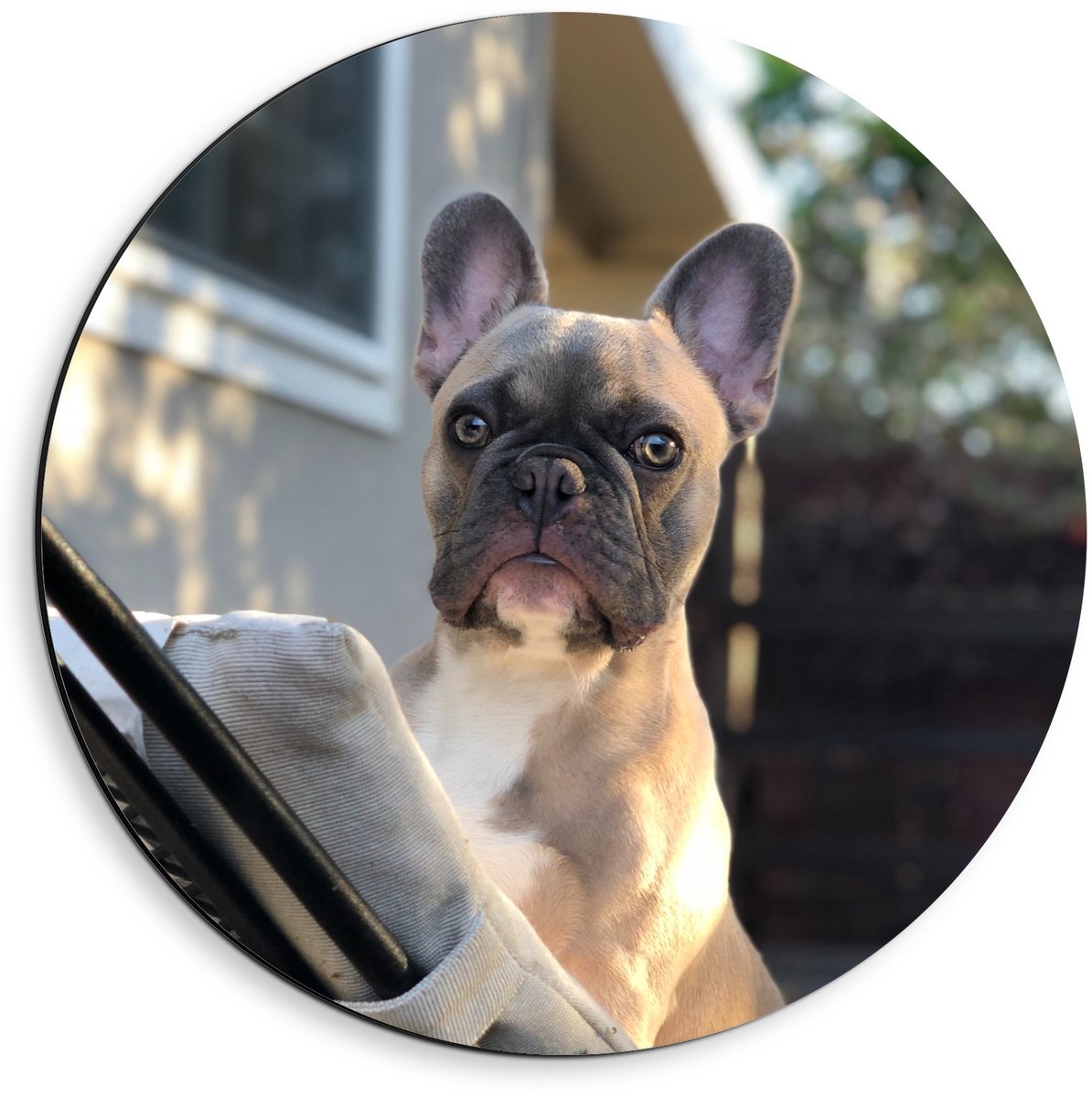 Dibond Wandcirkel - Klein Hondje op Tuinstoel - 40x40cm Foto op Aluminium Wandcirkel (met 