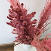 Pampas Pluimen - Droogbloemen Boeket Pampasgras Gedroogd Roze - 4 stuks 110cm - Dry FLWRS