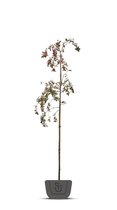 Sierappel | Malus Mokum | Stamomtrek: 16-18 cm