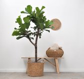 Ficus Lyrata boom XL - 180cm