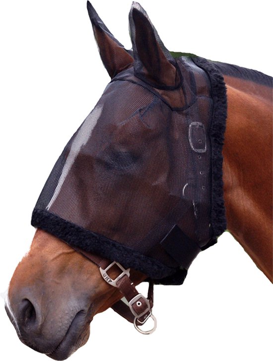 Bruine paard met een zwart vliegenmasker en leren bandjes, met witte achtergrond.