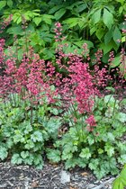 5 stuk(s) | Heuchera 'Paris' Pot gegroeidC1 cm 5 Stuks stevige plantenbak voor buiten | Kleur: | Vorm