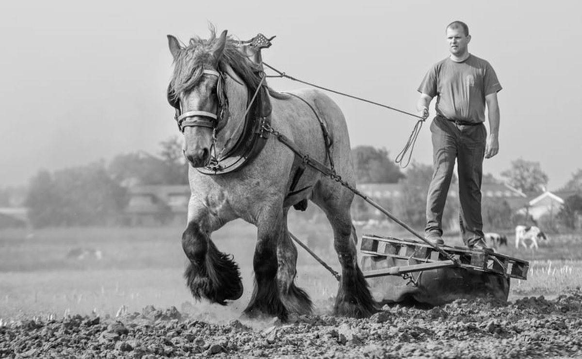 Trekpaarden TW1 - Poster - Ton van der Weerden - 70 x 100 cm