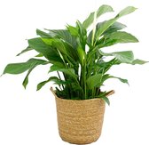 Spathiphyllum ‘Sweet Lauretta’ in handgevlochten sierpot Nelis (naturel) – ↨ 100 cm – ⌀ 28 cm