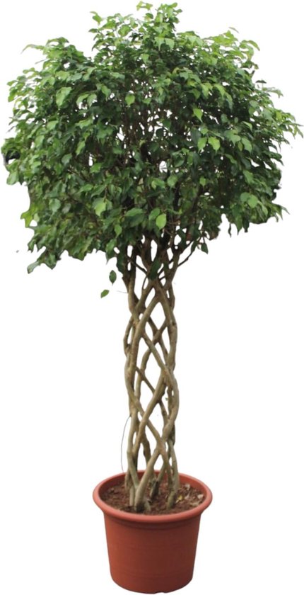 Ficus Benjamina Exotica gevlochten stam - 250 cm - ø55