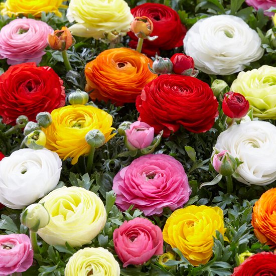 Bloomique - Mix van 50 - Ranunculus - Ranonkel - Boterbloem - Mix van Kleuren - Bloembollen - Voorjaarsbloeiend - Meerjarige Planten - Groeit tot 30-40 cm