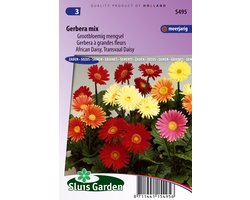 Sluis Garden - Gerbera grootbloemige gemengd