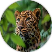 Assiette murale Léopard - Tableau rond Animaux - Cercle mural Feuilles - Décoration murale moderne - Tableau - Décoration murale cercle mural aluminium 70x70 cm