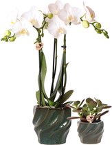 Planten set Twisted green | Set met witte Phalaenopsis Orchidee Ø9cm en groene plant Succulent Ø6cm | incl. keramieken sierpotten