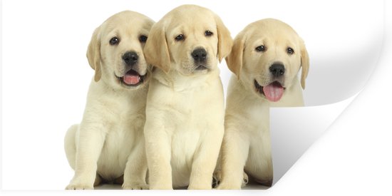 Muurstickers - Sticker Folie - Schattige Rottweiler Pup Ligt Op De Vloer 90x60 Cm Plakfolie