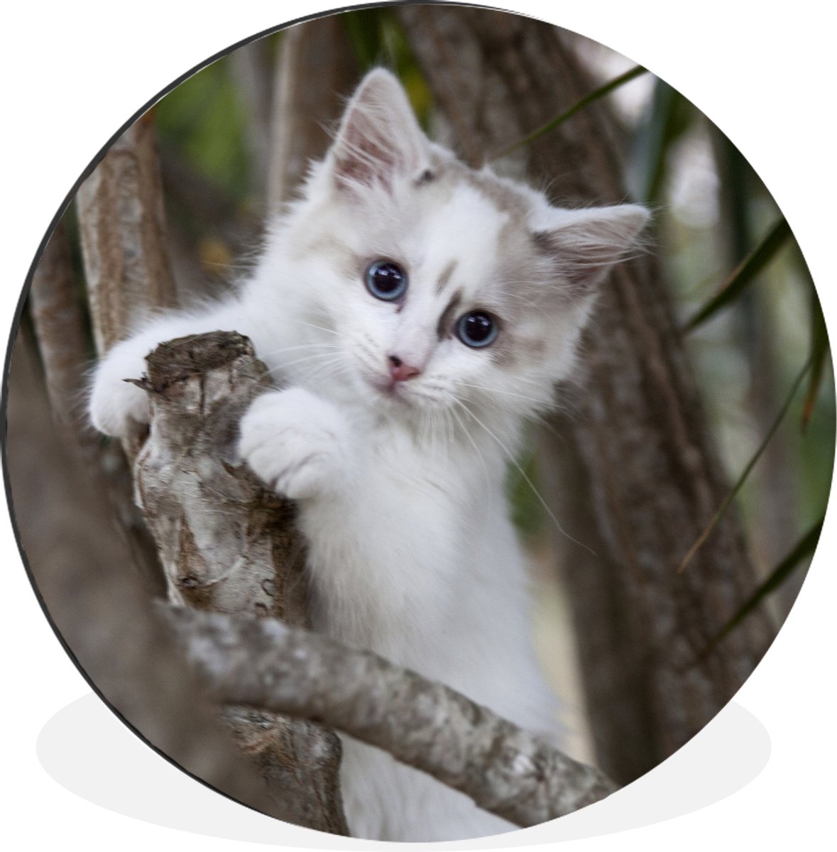 Wandcirkel - Muurcirkel - Witte Ragdoll kitten in een tak - Aluminium - Dibond - ⌀ 30 cm - Binnen en Buiten