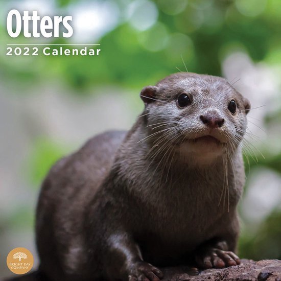 Otter Kalender 2022  bol.com