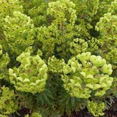 6x Euphorbia martinii - Wolfsmelk - Pot 9x9 cm