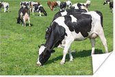 Friese koeien op het groene gras Poster 30x20 cm - klein - Foto print op Poster (wanddecoratie woonkamer / slaapkamer) / Boerderijdieren Poster