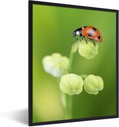 Fotolijst incl. Poster - Lente lieveheersbeestje - 60x80 cm - Posterlijst