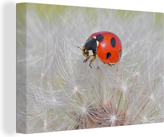 Foto: Canvas schilderij lieveheersbeestje op paardebloem 90x60 cm wanddecoratie