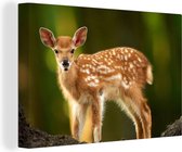 Nouveau-né jeune cerf Toile 90x60 cm - Tirage photo sur toile (Décoration murale salon / chambre) / Animaux sauvages Peintures sur toile