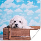 Poster Maltezer hond in een houten doos - 50x50 cm