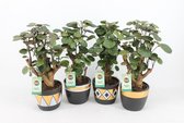 Kamerplanten van Botanicly – 4 × Polyscias Fabian in gevormde keramiek pot als set – Hoogte: 40 cm