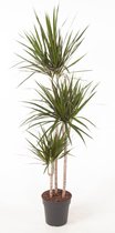 Kamerplant van Botanicly – Drakenboom – Hoogte: 130 cm – Dracaena Marginata